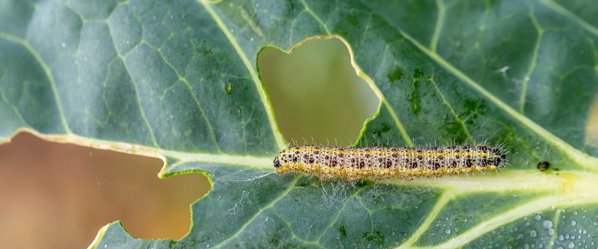 Identifier les parasites du jardin