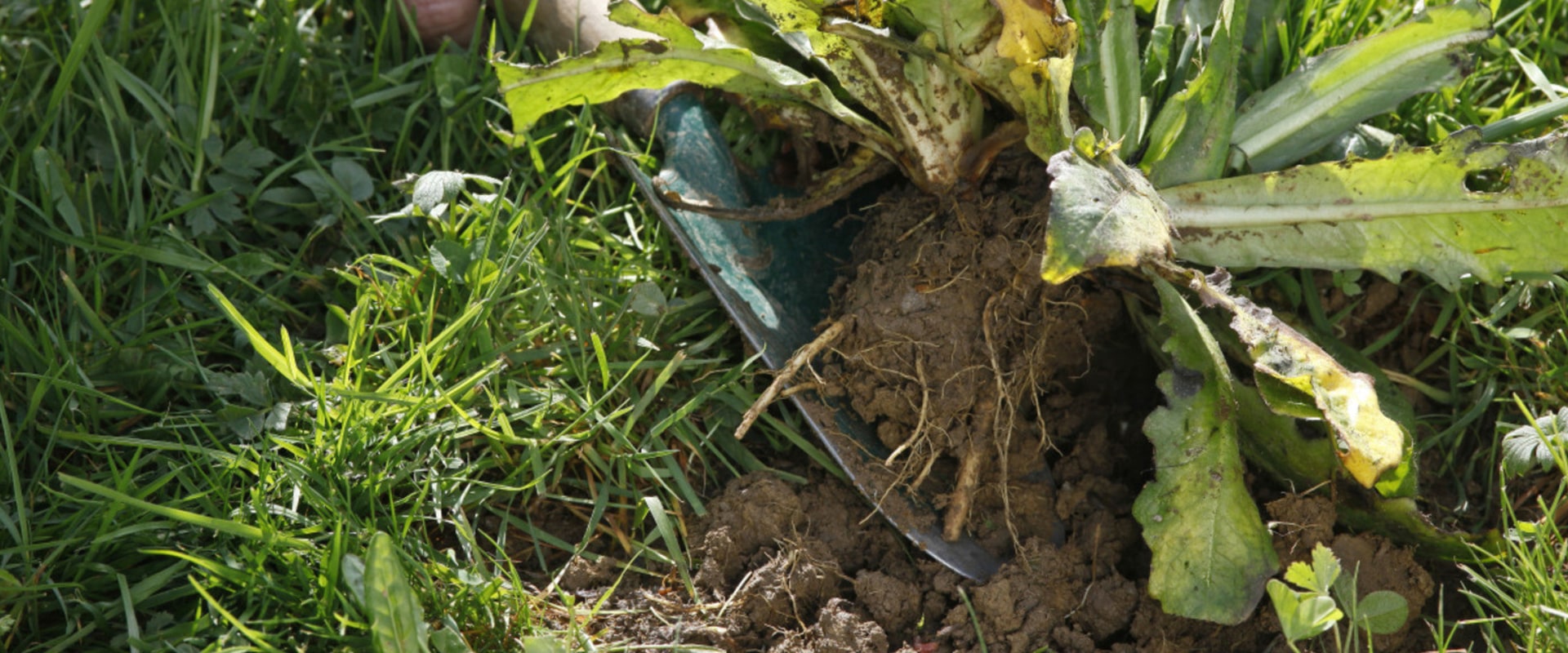 Identifier les mauvaises herbes communes