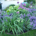 Choisir la bonne palette de couleurs pour votre jardin de fleurs