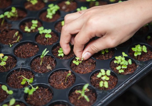 Comment planter des graines ou des plantes dans le sol