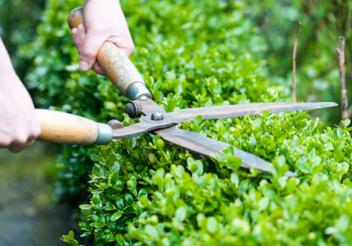 Tailler les haies et les arbustes pour l'entretien du jardin