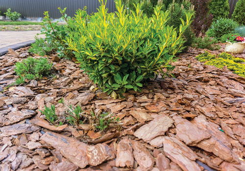 Types de paillis pour jardins